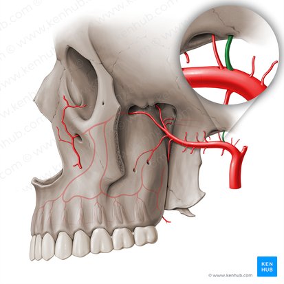 Middle meningeal artery (Arteria meningea media); Image: Paul Kim