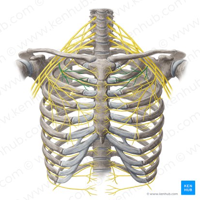 Nervus pectoralis medialis (Innerer Brustnerv); Bild: Yousun Koh