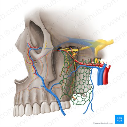 Plexus venosus pterygoideus (Flügelvenengeflecht); Bild: Paul Kim