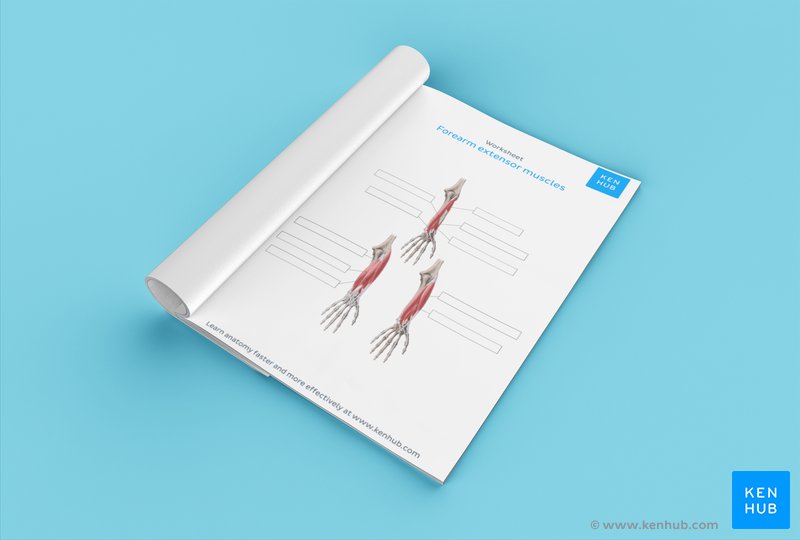 Download this fill in the blank forearm extensor muscles diagram below 