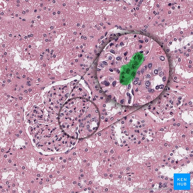 Polo vascular del corpúsculo renal (Polus vascularis corpusculi renalis); Imagen: 