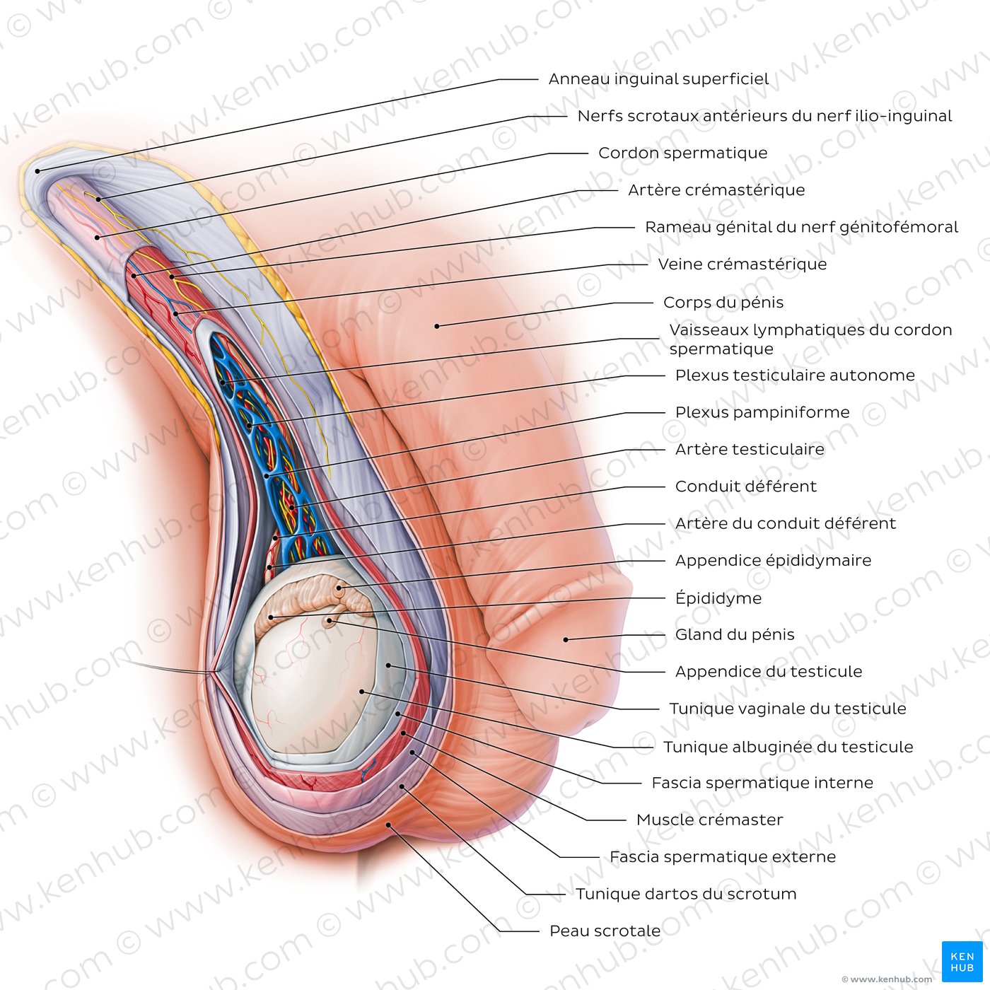 Contenu du scrotum et du cordon spermatique