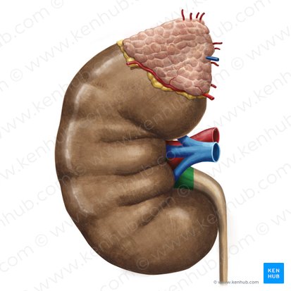 Pelve renal (Pelvis renalis); Imagem: Irina Münstermann