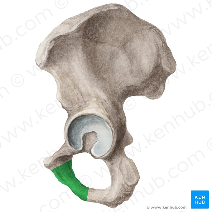 Rama inferior del pubis (Ramus inferior ossis pubis); Imagen: Liene Znotina