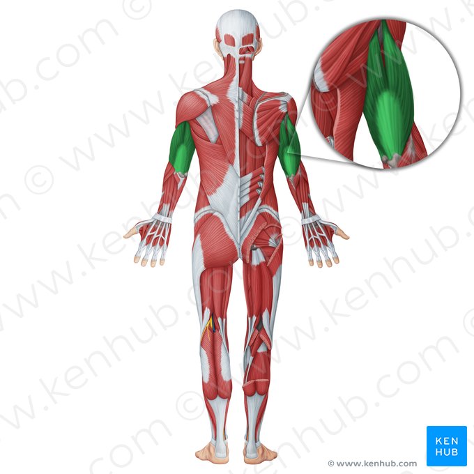 Músculo tríceps braquial (Musculus triceps brachii); Imagen: Irina Münstermann