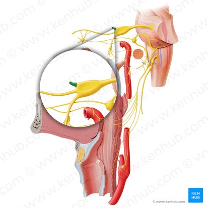 Ophthalmic nerve (Nervus ophthalmicus); Image: Paul Kim