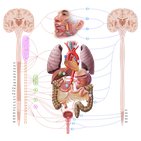 Autonomic nervous system