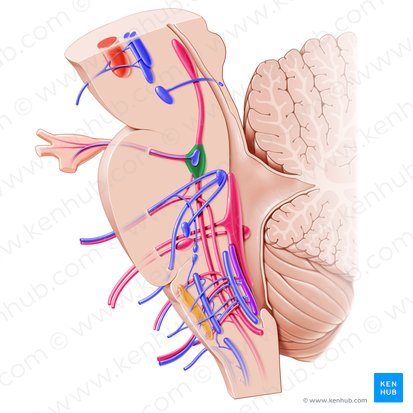 Principal sensory nucleus of trigeminal nerve (Nucleus sensorius principalis nervi trigemini); Image: Paul Kim