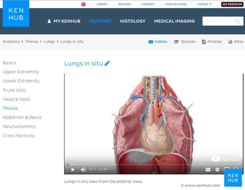 Kenhub - Lung