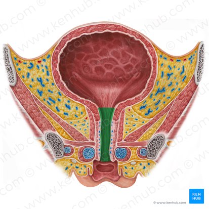 Uretra femenina (Urethra feminina); Imagen: Irina Münstermann