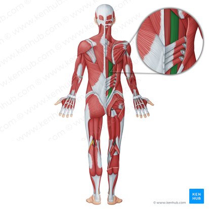 Longissimus muscle (Musculus longissimus); Image: Irina Münstermann