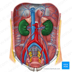 Kidneys: Anatomy, function and internal structure | Kenhub
