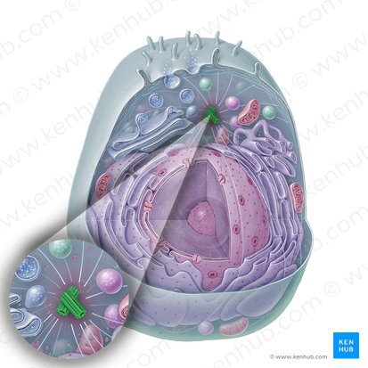 Centrosome (Centrosoma); Image: Paul Kim