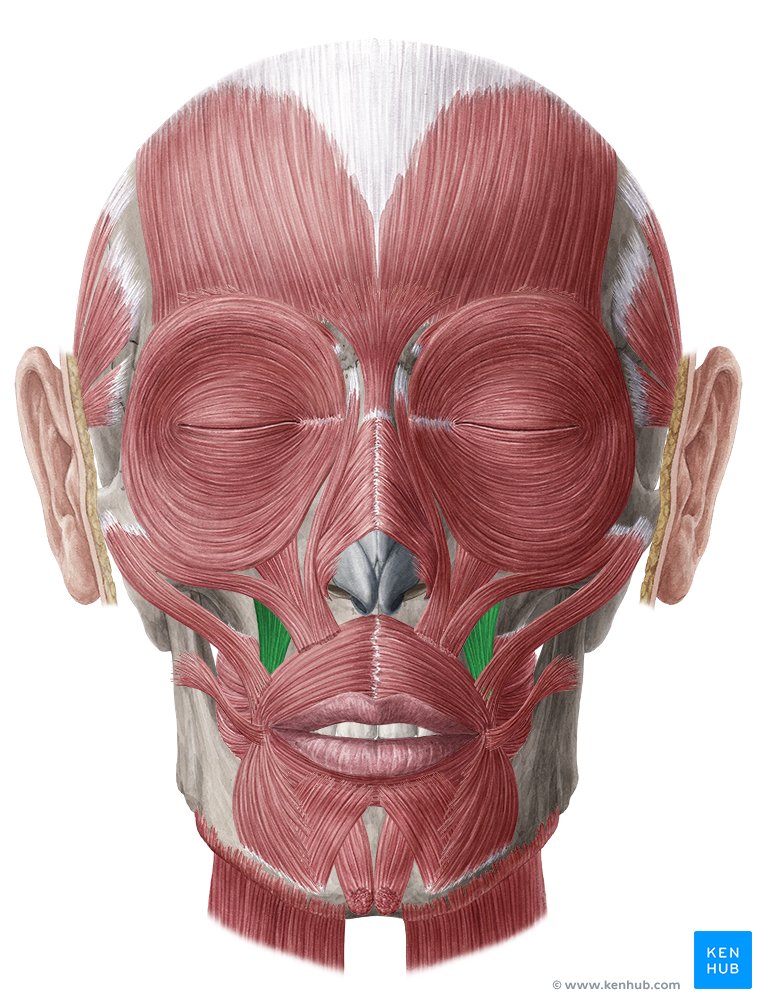 Levator anguli oris muscle (Musculus levator anguli oris)