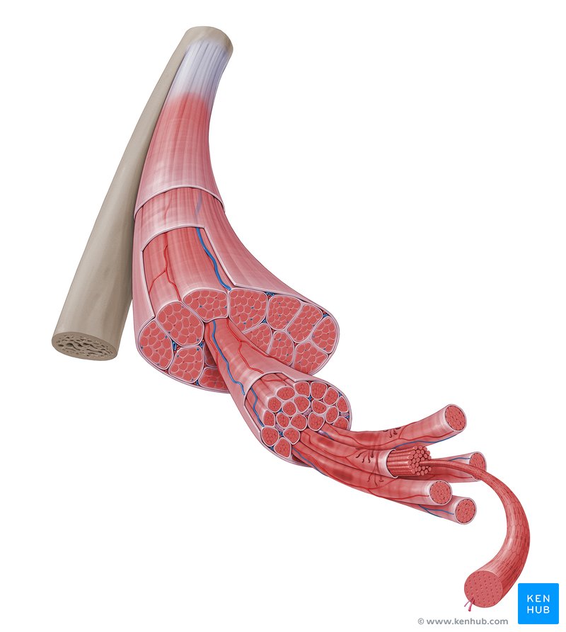 Muscles and muscle tissue: Types and functions | Kenhub