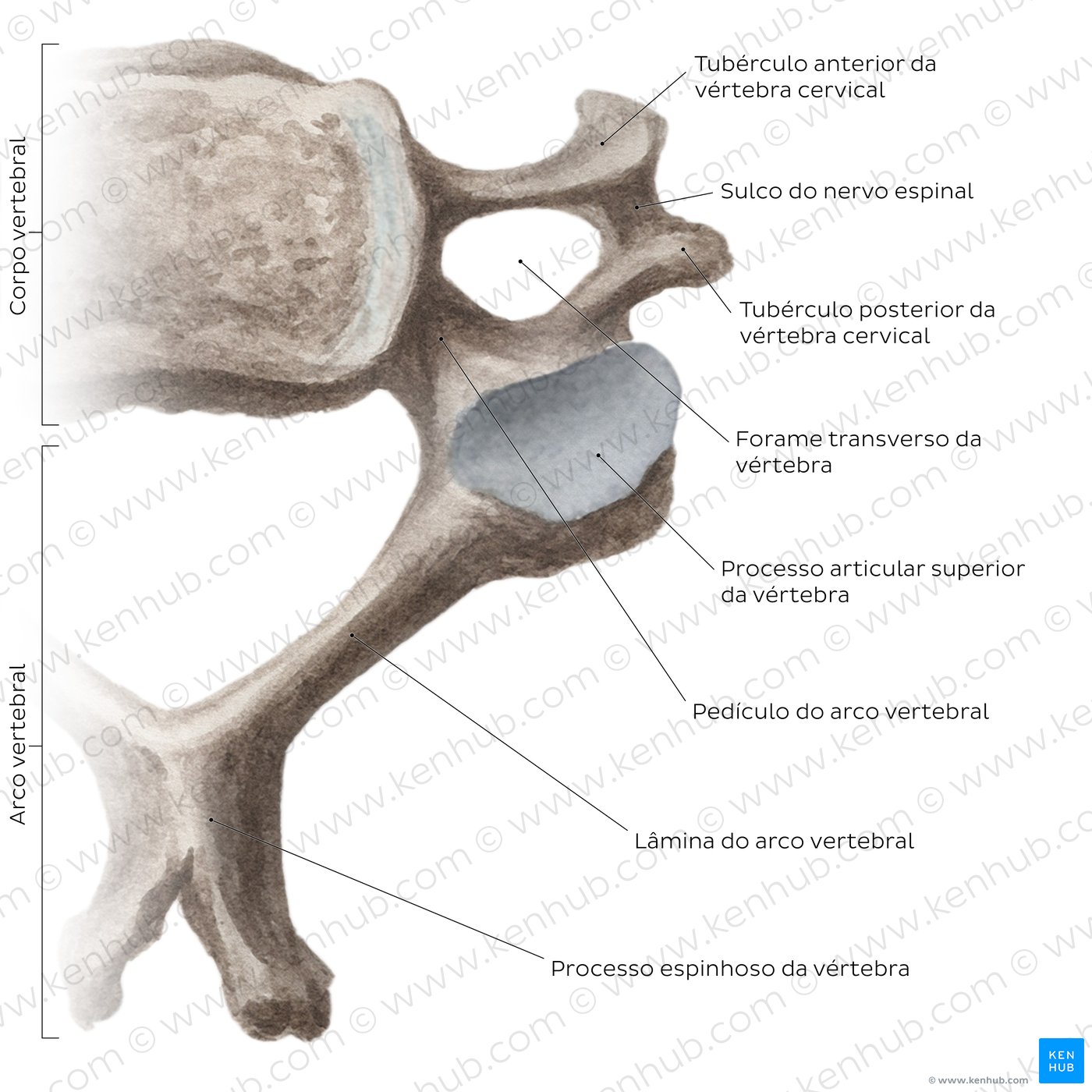 Vértebras cervicais típicas