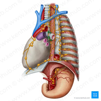 Tracheobronchial lymph nodes (Nodi lymphoidei tracheobronchiales); Image: Irina Münstermann