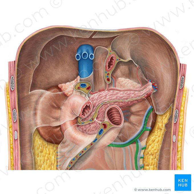 Artéria cólica esquerda (Arteria colica sinistra); Imagem: Irina Münstermann