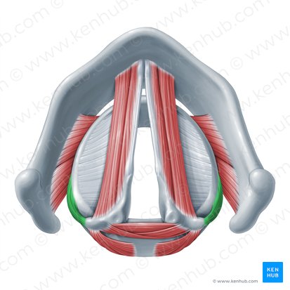 Musculus cricoarytenoideus lateralis (Seitlicher Ringknorpel-Stellknorpel-Muskel); Bild: Paul Kim