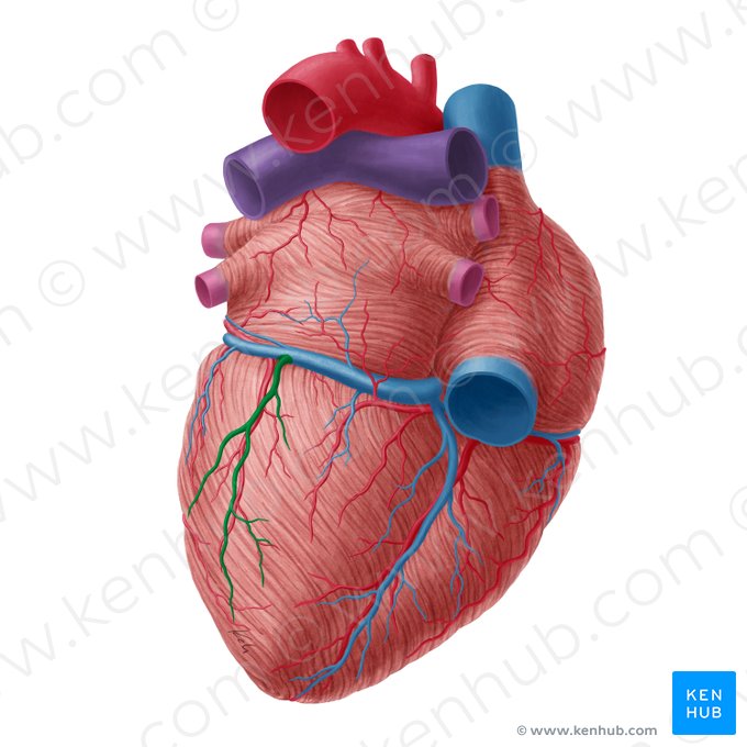 Inferior vein of left ventricle (Vena inferior ventriculi sinistri); Image: Yousun Koh