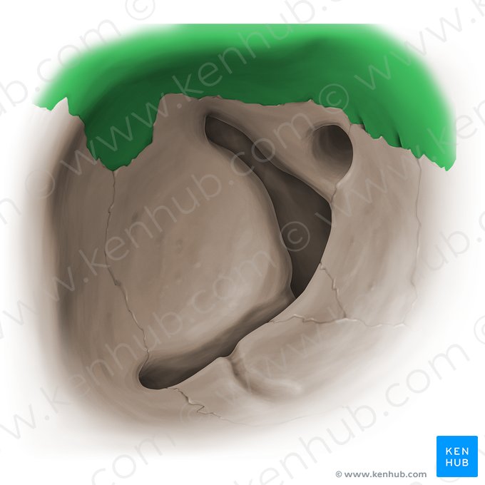 Facies orbitalis ossis frontalis (Augenhöhlenfläche des Stirnbeins); Bild: Paul Kim