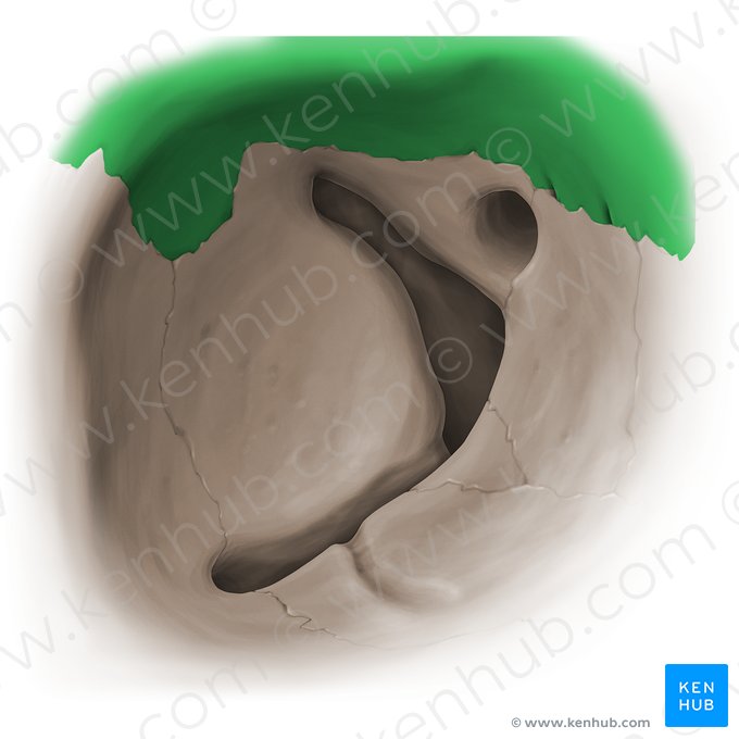 Cara orbitaria del hueso frontal (Facies orbitalis ossis frontalis); Imagen: Paul Kim