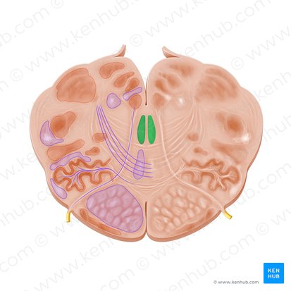 Fascículo longitudinal medial (Fasciculus longitudinalis medialis); Imagen: Paul Kim