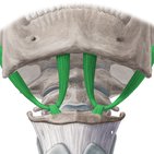 Musculus digastricus