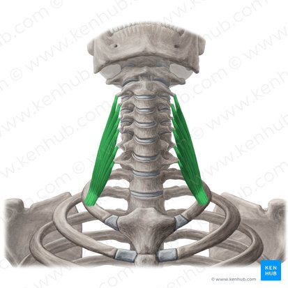 Músculo escaleno médio (Musculus scalenus medius); Imagem: Yousun Koh