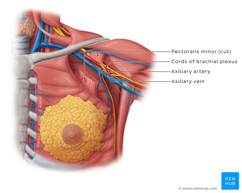 Pectoralis minor and neurovascular bundle - anterior view