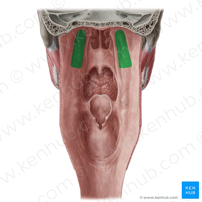 Receso faríngeo (Recessus pharyngeus); Imagen: Yousun Koh