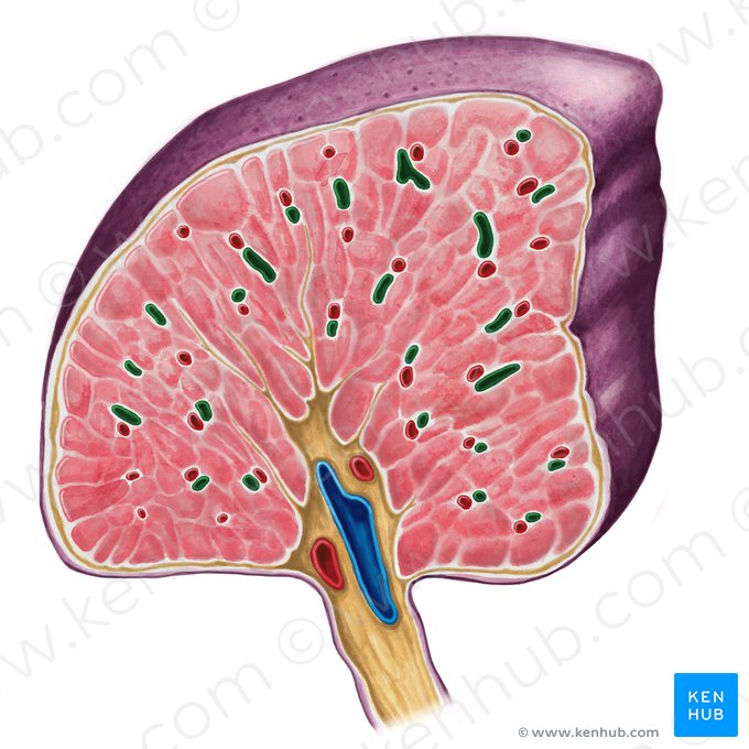 Vena trabecularis splenis (Trabekelvene der Milz); Bild: Irina Münstermann