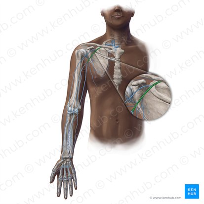 Vena axillaris (Achselvene); Bild: Paul Kim