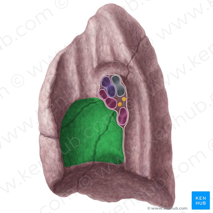 Cardiac impression of right lung (Impressio cardiaca pulmonis dextri); Image: Yousun Koh