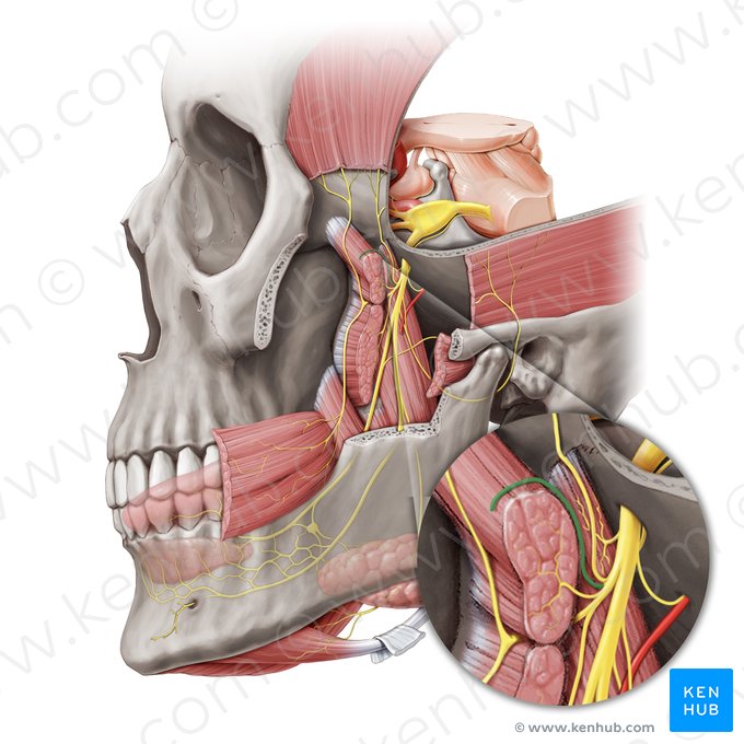 Masseteric nerve (Nervus massetericus); Image: Paul Kim