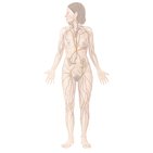 Introduction to lymph nodes