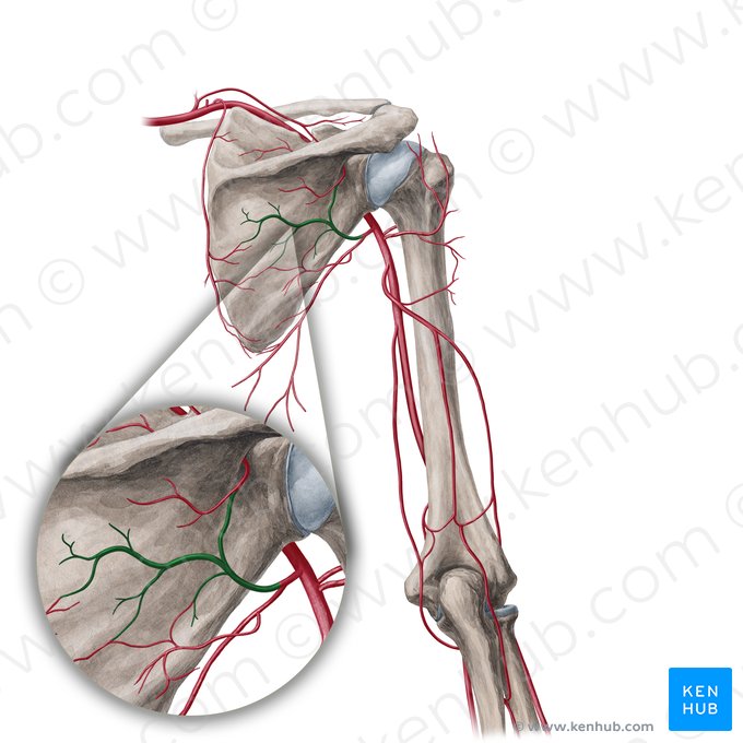 Circumflex scapular artery (Arteria circumflexa scapulae); Image: Yousun Koh