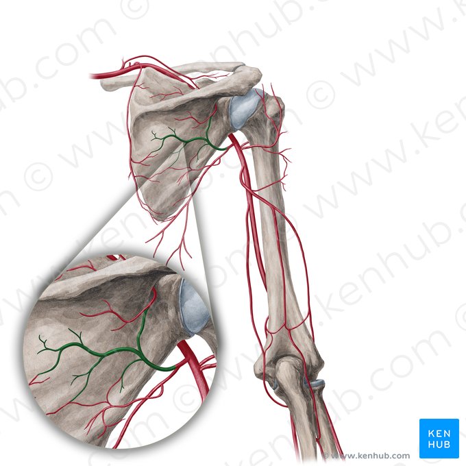 Artéria circunflexa da escápula (Arteria circumflexa scapulae); Imagem: Yousun Koh