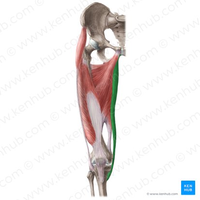 Gracilis muscle (Musculus gracilis); Image: Liene Znotina