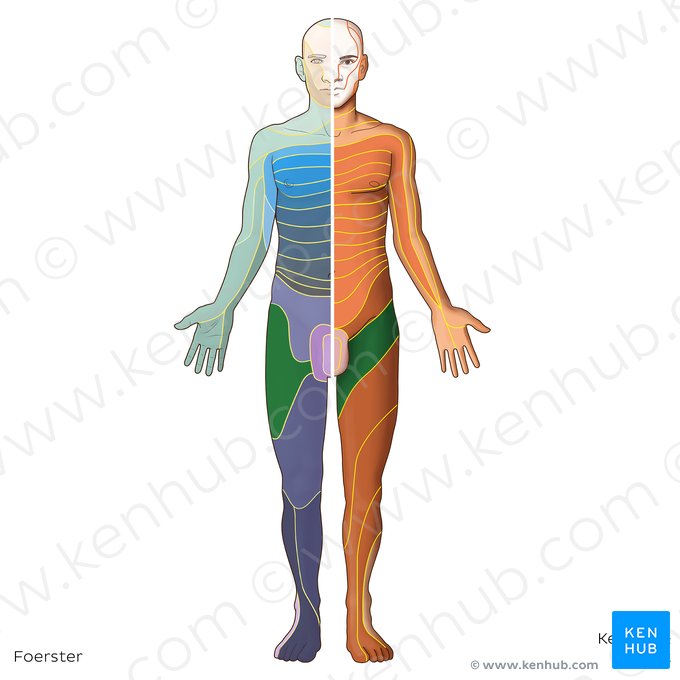 L2 dermatome (Dermatoma L2); Image: Irina Münstermann