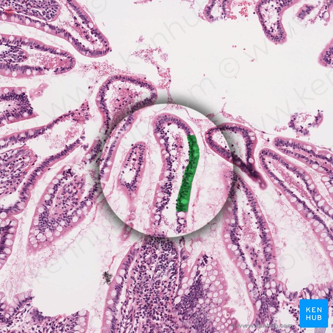 Epitelio cilíndrico simple (con borde estriado) (Epithelium simplex columnare microvillosum); Imagen: 