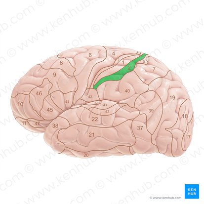 Brodmann area 2 (Area Brodmann 2); Image: Paul Kim