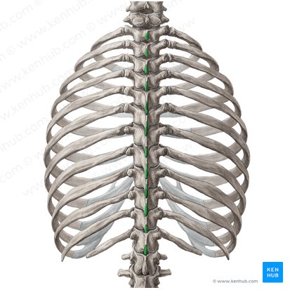 Processus spinosi vertebrarum T1-T12 (Dornfortsätze der Wirbel Th1-Th12); Bild: Yousun Koh