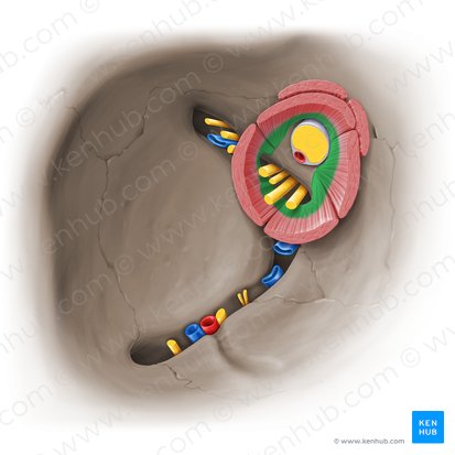 Common tendinous ring (of Zinn) (Anulus tendineus communis); Image: Paul Kim