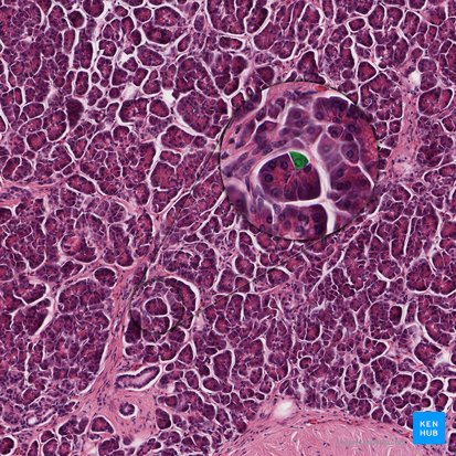 Pancreatocytus exocrinus (Azinuszelle der Bauchspeicheldrüse); Bild: 