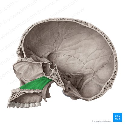 lacrimal bone function