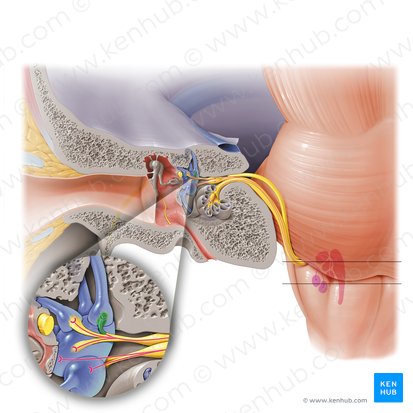 Nervio ampular anterior (Nervus ampullaris anterior); Imagen: Paul Kim