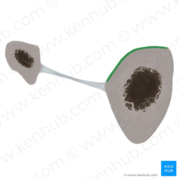 Superfície posterior da tíbia (Facies posterior tibiae); Imagem: Tal Bavli Ziv