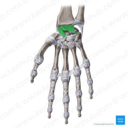 Ligamentum radiocarpeum palmare (Hohlhandseitiges Speichen-Handwurzel-Band); Bild: Yousun Koh