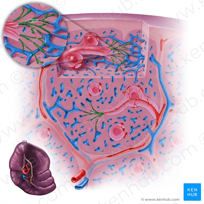 Arteríola penicilada (Arteriola penicillaris); Imagem: Paul Kim